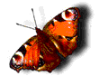orangebutterfly.gif (34506 bytes)